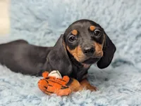 Bart, a male Miniature Dachshund for sale in Moreno Valley, CA – 2 of 6