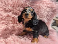 Frannie, a female Miniature Dachshund for sale in Moreno Valley, CA – 7 of 8