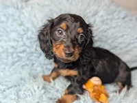 Artie, a male Miniature Dachshund for sale in Moreno Valley, CA – 1 of 6