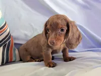 Maverick , a male Miniature Dachshund for sale in Moreno Valley, CA – 3 of 8