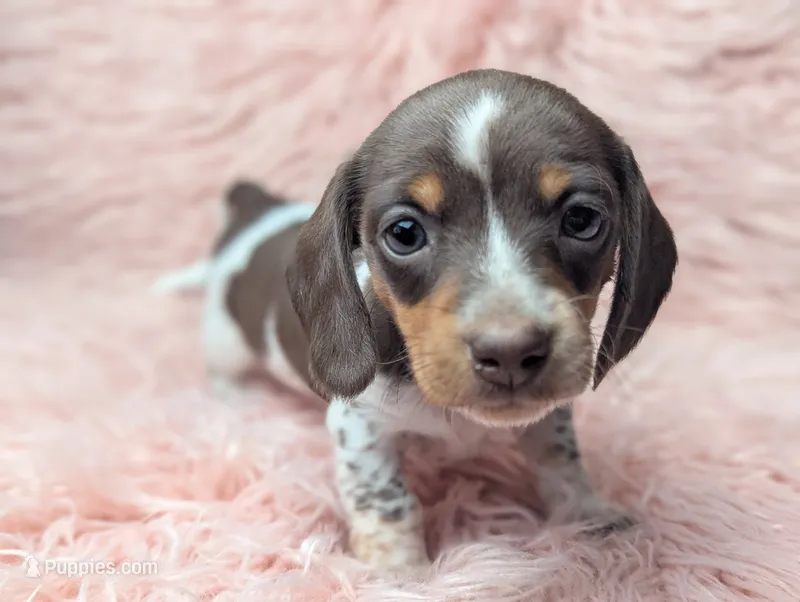Penny – Miniature Dachshund puppy for sale in Moreno Valley, CA