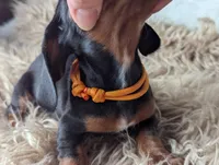 Franky, a female Miniature Dachshund for sale in Moreno Valley, CA – Photo 2 of 6