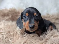 Franky, a female Miniature Dachshund for sale in Moreno Valley, CA – Photo 3 of 6