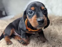 Franky, a female Miniature Dachshund for sale in Moreno Valley, CA – Photo 4 of 6