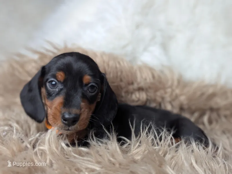 Franky – Miniature Dachshund puppy for sale in Moreno Valley, CA