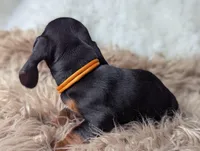 Franky, a female Miniature Dachshund for sale in Moreno Valley, CA – Photo 6 of 6