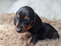 Franky, a female Miniature Dachshund for sale in Moreno Valley, CA – Photo 5 of 6