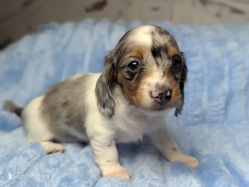 Doogie – Miniature Dachshund puppy for sale in Moreno Valley, CA
