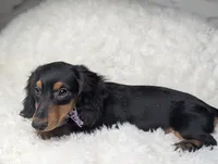 Buck, a male Miniature Dachshund for sale in Moreno Valley, CA – 5 of 6