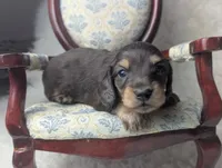 Sirus, a male Miniature Dachshund for sale in Moreno Valley, CA – 4 of 6