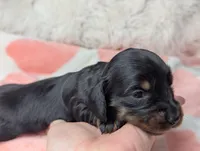 Marla, a female Miniature Dachshund for sale in Moreno Valley, CA – 5 of 6