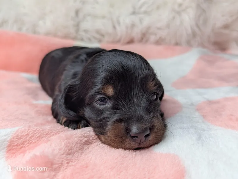 Marla – Miniature Dachshund puppy for sale in Moreno Valley, CA