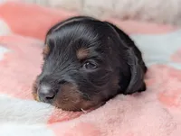 Marla, a female Miniature Dachshund for sale in Moreno Valley, CA – 6 of 6