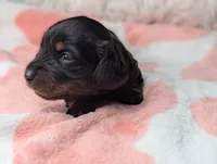 Marla, a female Miniature Dachshund for sale in Moreno Valley, CA – 3 of 6