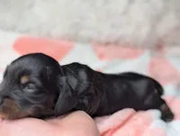 Marla, a female Miniature Dachshund for sale in Moreno Valley, CA – 2 of 6