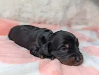 Marla, a female Miniature Dachshund for sale in Moreno Valley, CA – 4 of 6