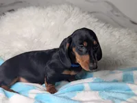 Randy, a male Miniature Dachshund for sale in Moreno Valley, CA – 5 of 6