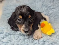 Leo, a male Miniature Dachshund for sale in Moreno Valley, CA – 5 of 6
