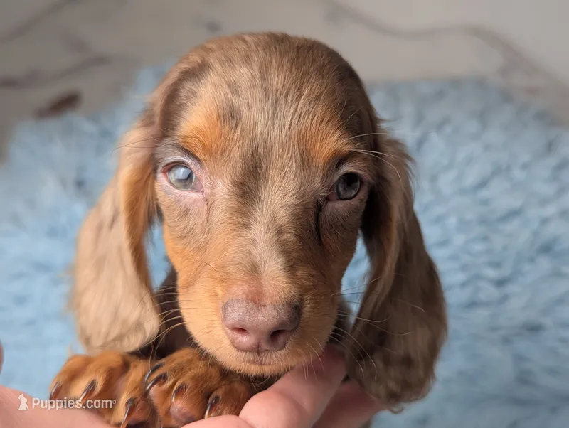 Maverick  – Miniature Dachshund puppy for sale in Moreno Valley, CA