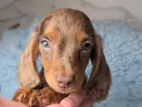 Maverick , a male Miniature Dachshund for sale in Moreno Valley, CA – 1 of 8