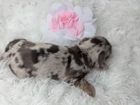 Starla, a female Miniature Dachshund for sale in Moreno Valley, CA – 5 of 7