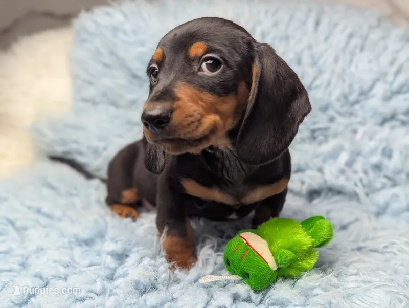 Ronnie – Miniature Dachshund puppy for sale in Moreno Valley, CA