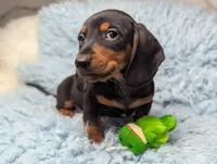 Ronnie, a male Miniature Dachshund for sale in Moreno Valley, CA – 1 of 6
