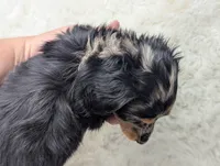 Frannie, a female Miniature Dachshund for sale in Moreno Valley, CA – 2 of 8