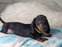 Mikey, a male Miniature Dachshund for sale in Moreno Valley, CA – 3 of 6