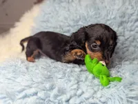 Thomas, a male Miniature Dachshund for sale in Moreno Valley, CA – 2 of 6