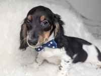 Leo, a male Miniature Dachshund for sale in Moreno Valley, CA – 4 of 6