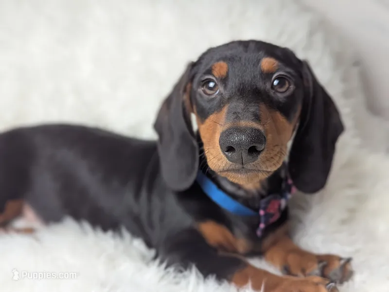 Bart – Miniature Dachshund puppy for sale in Moreno Valley, CA