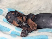 Franky, a male Miniature Dachshund for sale in Moreno Valley, CA – 6 of 6