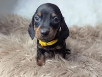 Mikey, a female Miniature Dachshund for sale in Moreno Valley, CA – Photo 3 of 6