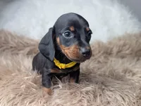 Mikey, a female Miniature Dachshund for sale in Moreno Valley, CA – Photo 5 of 6