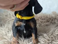 Mikey, a female Miniature Dachshund for sale in Moreno Valley, CA – Photo 4 of 6