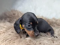 Mikey, a female Miniature Dachshund for sale in Moreno Valley, CA – Photo 2 of 6