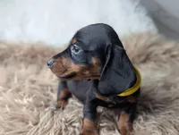 Mikey, a female Miniature Dachshund for sale in Moreno Valley, CA – Photo 1 of 6