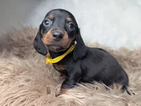 Mikey, a female Miniature Dachshund for sale in Moreno Valley, CA – Photo 6 of 6