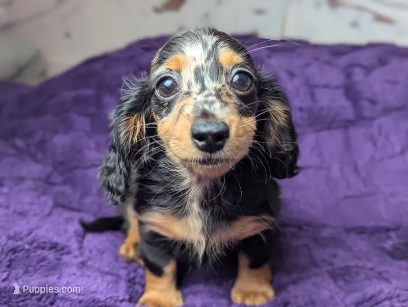 Frannie – Miniature Dachshund puppy for sale in Moreno Valley, CA