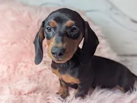 Suzy, a female Miniature Dachshund for sale in Moreno Valley, CA – 2 of 6