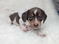 Penny, a female Miniature Dachshund for sale in Moreno Valley, CA – 6 of 6