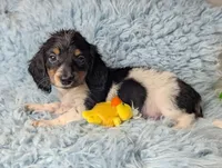 Leo, a male Miniature Dachshund for sale in Moreno Valley, CA – 6 of 6