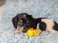 Leo, a male Miniature Dachshund for sale in Moreno Valley, CA – 3 of 6