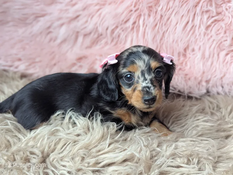 Frannie – Miniature Dachshund puppy for sale in Moreno Valley, CA