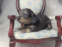 Sirus, a male Miniature Dachshund for sale in Moreno Valley, CA – 6 of 6