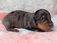Raggen, a female Miniature Dachshund for sale in Moreno Valley, CA – 6 of 6