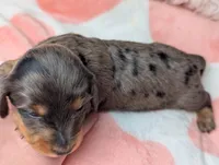 Raggen, a female Miniature Dachshund for sale in Moreno Valley, CA – 4 of 6