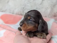 Raggen, a female Miniature Dachshund for sale in Moreno Valley, CA – 3 of 6