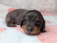 Raggen, a female Miniature Dachshund for sale in Moreno Valley, CA – 2 of 6